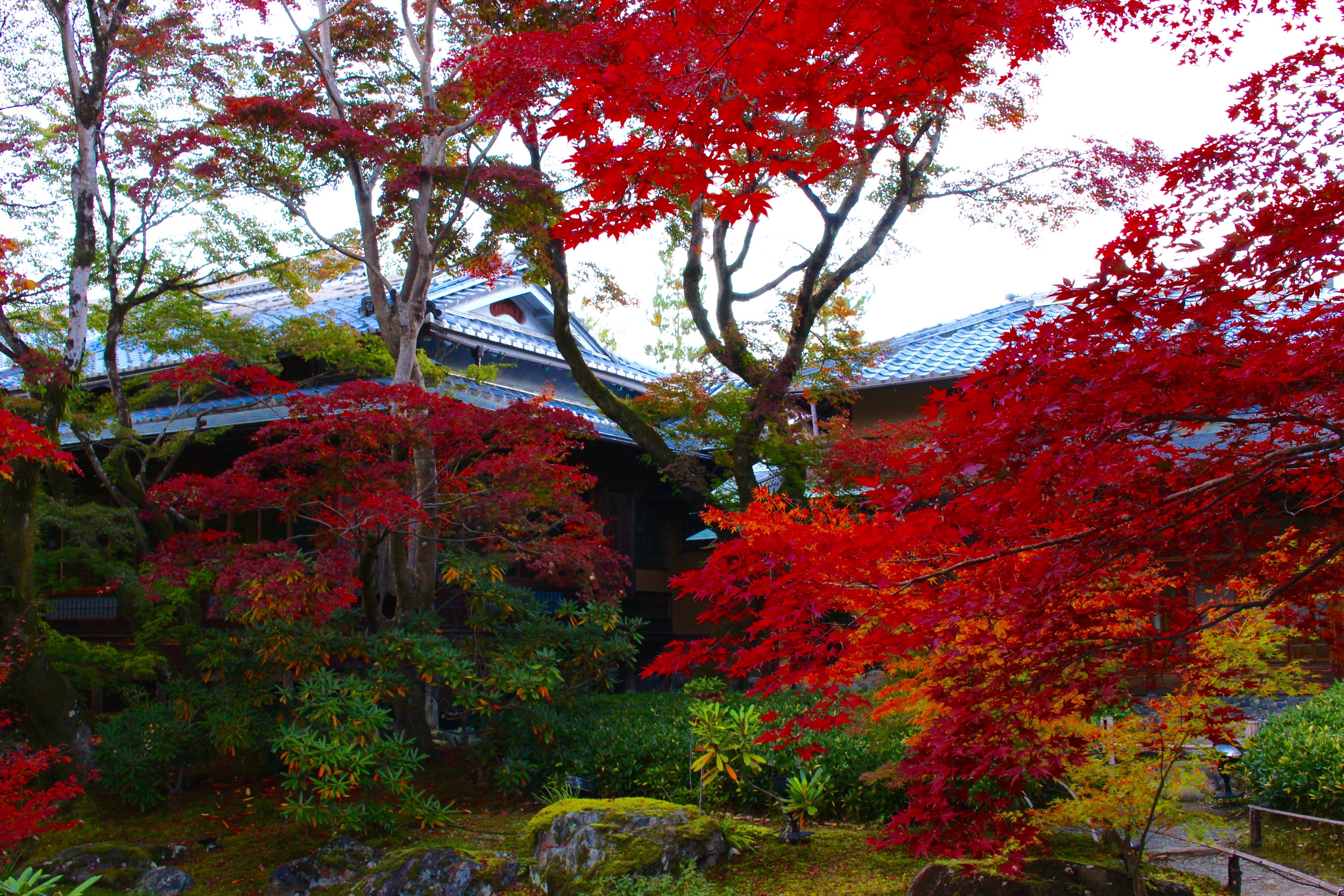紅葉シーズン